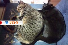 にほんブログ村 猫ブログへ