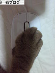 にほんブログ村 猫ブログへ