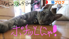 にほんブログ村 猫ブログへ