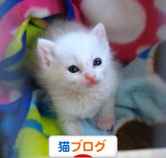 にほんブログ村 猫ブログへ