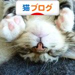 にほんブログ村 猫ブログへ