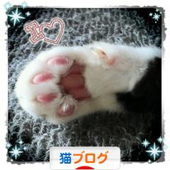 にほんブログ村 猫ブログへ