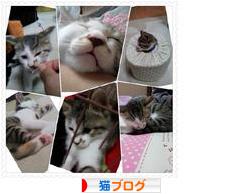 にほんブログ村 猫ブログへ