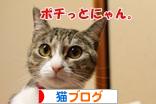 にほんブログ村 猫ブログへ