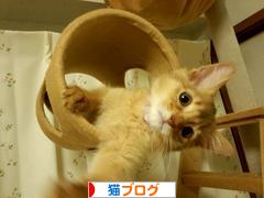 にほんブログ村 猫ブログへ