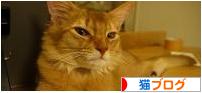 にほんブログ村 猫ブログへ