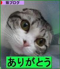 にほんブログ村 猫ブログへ