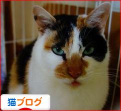 にほんブログ村 猫ブログへ