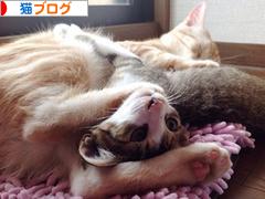 にほんブログ村 猫ブログへ