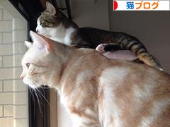 にほんブログ村 猫ブログへ