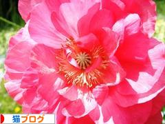 にほんブログ村 猫ブログへ