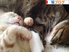 にほんブログ村 猫ブログへ