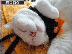 にほんブログ村 猫ブログへ