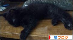 にほんブログ村 猫ブログへ
