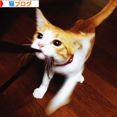 にほんブログ村 猫ブログへ