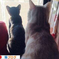 にほんブログ村 猫ブログへ