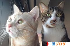 にほんブログ村 猫ブログへ