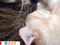 にほんブログ村 猫ブログへ