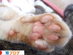 にほんブログ村 猫ブログへ