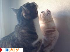 にほんブログ村 猫ブログへ