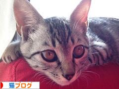 にほんブログ村 猫ブログへ