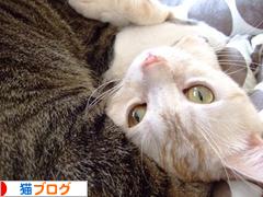 にほんブログ村 猫ブログへ