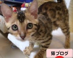にほんブログ村 猫ブログへ