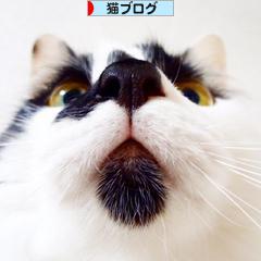 にほんブログ村 猫ブログへ