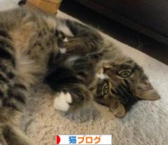 にほんブログ村 猫ブログへ