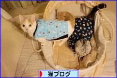 にほんブログ村 猫ブログへ