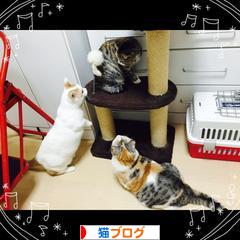 にほんブログ村 猫ブログへ
