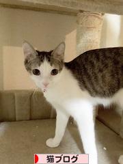 にほんブログ村 猫ブログへ