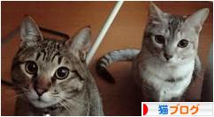にほんブログ村 猫ブログへ