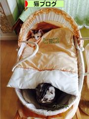 にほんブログ村 猫ブログへ