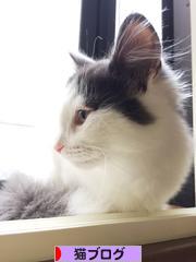 にほんブログ村 猫ブログへ