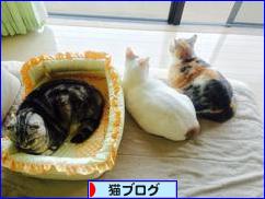 にほんブログ村 猫ブログへ