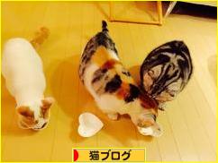 にほんブログ村 猫ブログへ