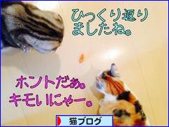 にほんブログ村 猫ブログへ