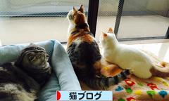 にほんブログ村 猫ブログへ