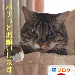 にほんブログ村 猫ブログへ