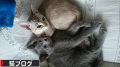 にほんブログ村 猫ブログへ