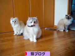 にほんブログ村 猫ブログへ