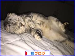 にほんブログ村 猫ブログへ
