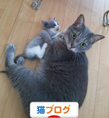 にほんブログ村 猫ブログへ