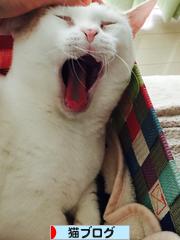 にほんブログ村 猫ブログへ