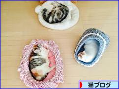 にほんブログ村 猫ブログへ