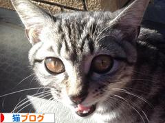 にほんブログ村 猫ブログへ