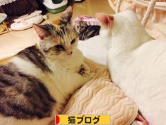 にほんブログ村 猫ブログへ