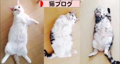にほんブログ村 猫ブログへ