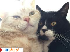 にほんブログ村 猫ブログへ